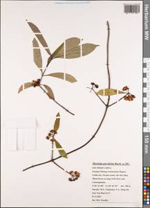 Gynochthodes parvifolia (Bartl. ex DC.) Razafim. & B.Bremer, South Asia, South Asia (Asia outside ex-Soviet states and Mongolia) (ASIA) (China)