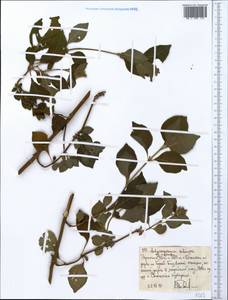 Achyrospermum schimperi (Hochst. ex Briq.) Perkins, Africa (AFR) (Ethiopia)