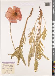 Papaver orientale var. paucifoliatum Trautv., Caucasus, Armenia (K5) (Armenia)