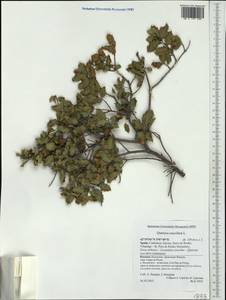 Quercus coccifera L., Western Europe (EUR) (Spain)