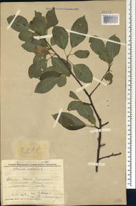 Prunus domestica subsp. insititia (L.) Bonnier & Layens, Caucasus, Black Sea Shore (from Novorossiysk to Adler) (K3) (Russia)