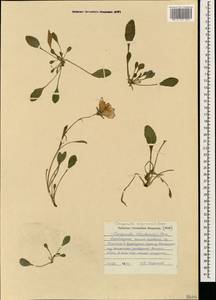 Campanula saxifraga subsp. argunensis (Rupr.) Ogan., Caucasus, Azerbaijan (K6) (Azerbaijan)