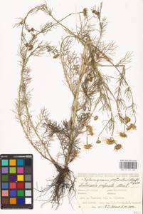 Tripleurospermum inodorum (L.) Sch.-Bip, Eastern Europe, Eastern region (E10) (Russia)