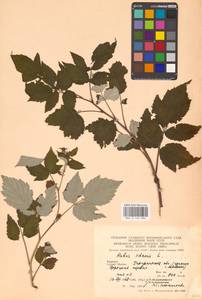 Rubus idaeus L., Eastern Europe, West Ukrainian region (E13) (Ukraine)
