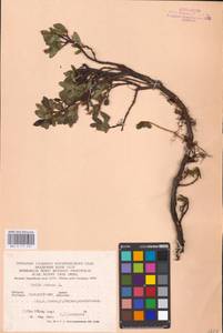 Salix retusa L., Eastern Europe, West Ukrainian region (E13) (Ukraine)