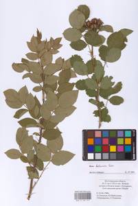 Rosa balsamica Besser, Eastern Europe, Lower Volga region (E9) (Russia)