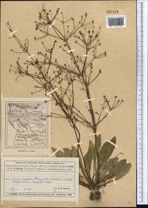 Alisma plantago-aquatica L., Middle Asia, Muyunkumy, Balkhash & Betpak-Dala (M9) (Kazakhstan)