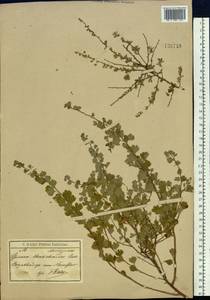 Spiraea aquilegifolia Pall., Siberia, Baikal & Transbaikal region (S4) (Russia)