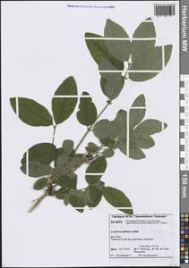 Lonicera caerulea subsp. pallasii (Ledeb.) Browicz, Siberia, Central Siberia (S3) (Russia)