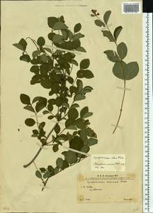 Symphoricarpos albus (L.) C. Koch, Eastern Europe, West Ukrainian region (E13) (Ukraine)