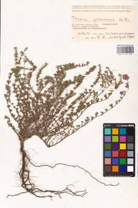 MHA 0 157 294, Thymus pallasianus Heinr.Braun, Eastern Europe, Lower Volga region (E9) (Russia)