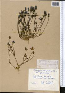 Lomatogonium carinthiacum (Wulfen) Reichenb., Middle Asia, Pamir & Pamiro-Alai (M2) (Tajikistan)