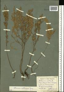 Artemisia austriaca Jacq., Eastern Europe, South Ukrainian region (E12) (Ukraine)