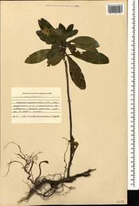 Euphorbia amygdaloides L., Caucasus, Azerbaijan (K6) (Azerbaijan)