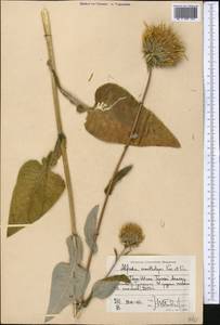 Alfredia acantholepis Kar. & Kir., Middle Asia, Northern & Central Tian Shan (M4) (Kyrgyzstan)