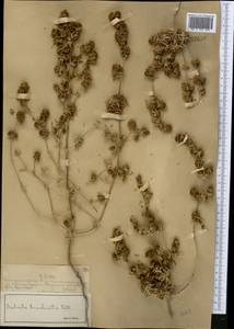 Pyankovia brachiata (Pall.) Akhani & Roalson, Middle Asia, Syr-Darian deserts & Kyzylkum (M7) (Kazakhstan)