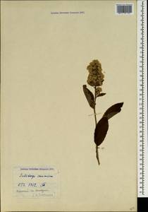 Solidago virgaurea subsp. caucasica (Kem.-Nath.) Greuter, Caucasus, Krasnodar Krai & Adygea (K1a) (Russia)