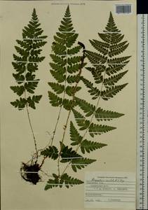 Dryopteris cristata (L.) A. Gray, Eastern Europe, West Ukrainian region (E13) (Ukraine)