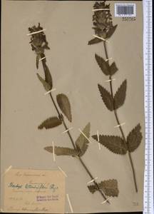Betonica betoniciflora (Rupr. ex O.Fedtsch. & B.Fedtsch.) Sennikov, Middle Asia, Western Tian Shan & Karatau (M3) (Uzbekistan)