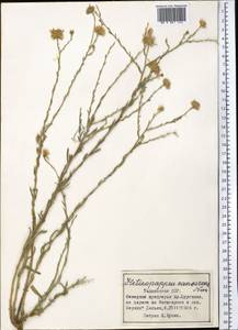 Heteropappus altaicus var. canescens (Nees) Serg., Middle Asia, Pamir & Pamiro-Alai (M2) (Tajikistan)