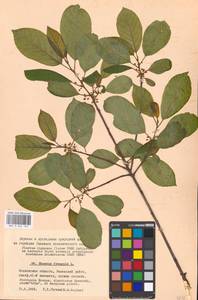 Frangula alnus Mill., Eastern Europe, Moscow region (E4a) (Russia)