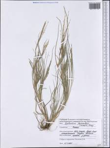Diplachne fusca subsp. fascicularis (Lam.) P.M.Peterson & N.Snow, America (AMER) (United States)