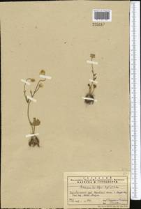 Ranunculus afghanicus Aitch. & Hemsl., Middle Asia, Pamir & Pamiro-Alai (M2) (Uzbekistan)