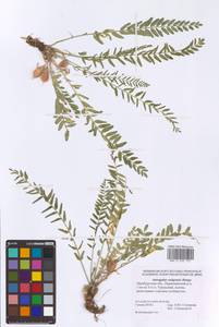 Astragalus wolgensis Bunge, Eastern Europe, Eastern region (E10) (Russia)