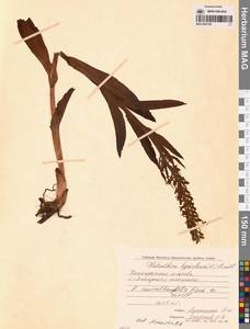 Platanthera convallariifolia (Fisch. ex Lindl.) Lindl., Siberia, Chukotka & Kamchatka (S7) (Russia)