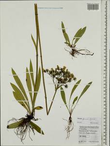 Pilosella glomerata (Froel.) Fr., Eastern Europe, Northern region (E1) (Russia)