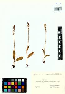 Herminium monorchis (L.) R.Br., Siberia, Baikal & Transbaikal region (S4) (Russia)