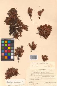 Saxifraga cherlerioides D. Don, Siberia, Russian Far East (S6) (Russia)