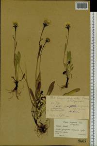 Crepis chrysantha (Ledeb.) Turcz., Middle Asia, Dzungarian Alatau & Tarbagatai (M5) (Kazakhstan)