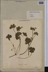Geranium molle L., Western Europe (EUR) (Italy)