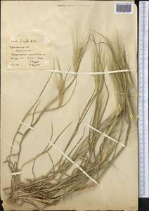 Secale sylvestre Host, Middle Asia, Karakum (M6) (Turkmenistan)