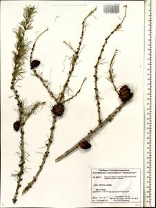 Larix sibirica Ledeb., Siberia, Central Siberia (S3) (Russia)