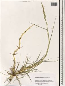 Setaria geminata (Forssk.) Veldkamp, South Asia, South Asia (Asia outside ex-Soviet states and Mongolia) (ASIA) (Israel)