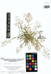 Eragrostis minor Host, Siberia, Baikal & Transbaikal region (S4) (Russia)