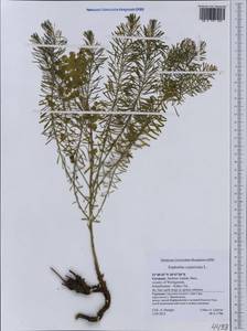 Euphorbia cyparissias L., Western Europe (EUR) (Germany)
