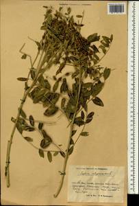 Sophora alopecuroides L., South Asia, South Asia (Asia outside ex-Soviet states and Mongolia) (ASIA) (China)