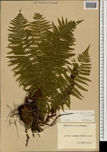 Dryopteris filix-mas (L.) Schott, Caucasus, Krasnodar Krai & Adygea (K1a) (Russia)