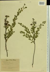 Spiraea crenata subsp. crenata, Eastern Europe, Central forest-and-steppe region (E6) (Russia)