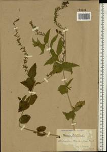 Veronica teucrium L., Eastern Europe, North Ukrainian region (E11) (Ukraine)