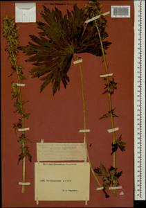 Aconitum orientale Mill., Caucasus, Dagestan (K2) (Russia)