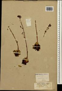 Saxifraga paniculata subsp. cartilaginea (Willd.) D. A. Webb, Caucasus, Stavropol Krai, Karachay-Cherkessia & Kabardino-Balkaria (K1b) (Russia)