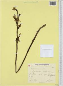 Limodorum abortivum (L.) Sw., Caucasus, Black Sea Shore (from Novorossiysk to Adler) (K3) (Russia)