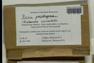 Pohlia proligera (Kindb. ex Breidl.) Lindb. ex Arnell, Bryophytes, Bryophytes - Chukotka & Kamchatka (B21) (Russia)