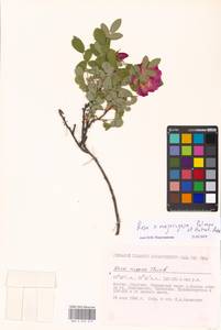 Rosa ×majorugosa Palmén & Hämet-Ahti, Eastern Europe, Moscow region (E4a) (Russia)