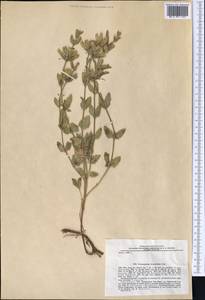 Dracocephalum diversifolium Rupr., Middle Asia, Northern & Central Tian Shan (M4) (Kyrgyzstan)