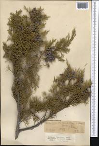 Juniperus sabina L., Middle Asia, Northern & Central Tian Shan (M4) (Kyrgyzstan)